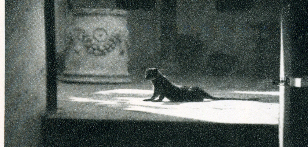 Axel Munthe’s mongoose at Villa San Michele